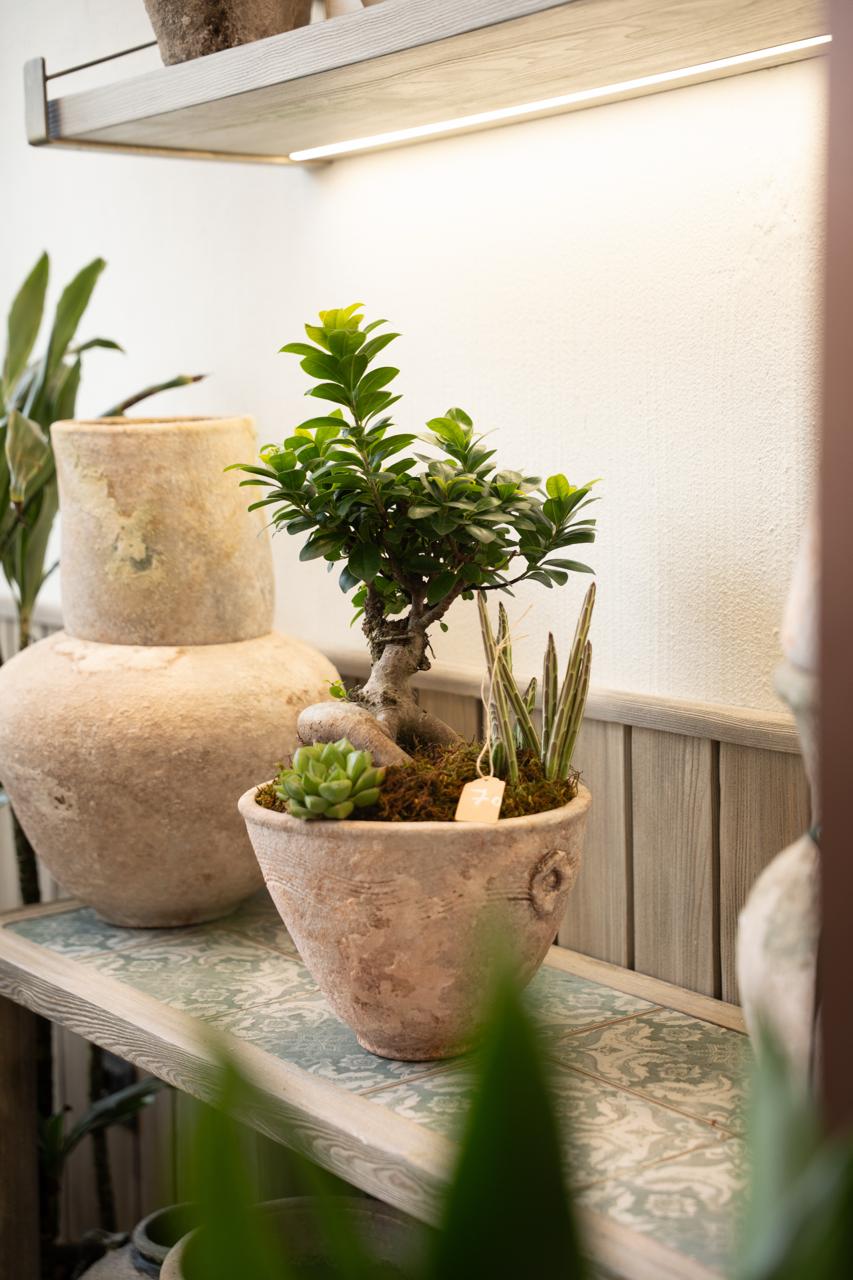 Plants