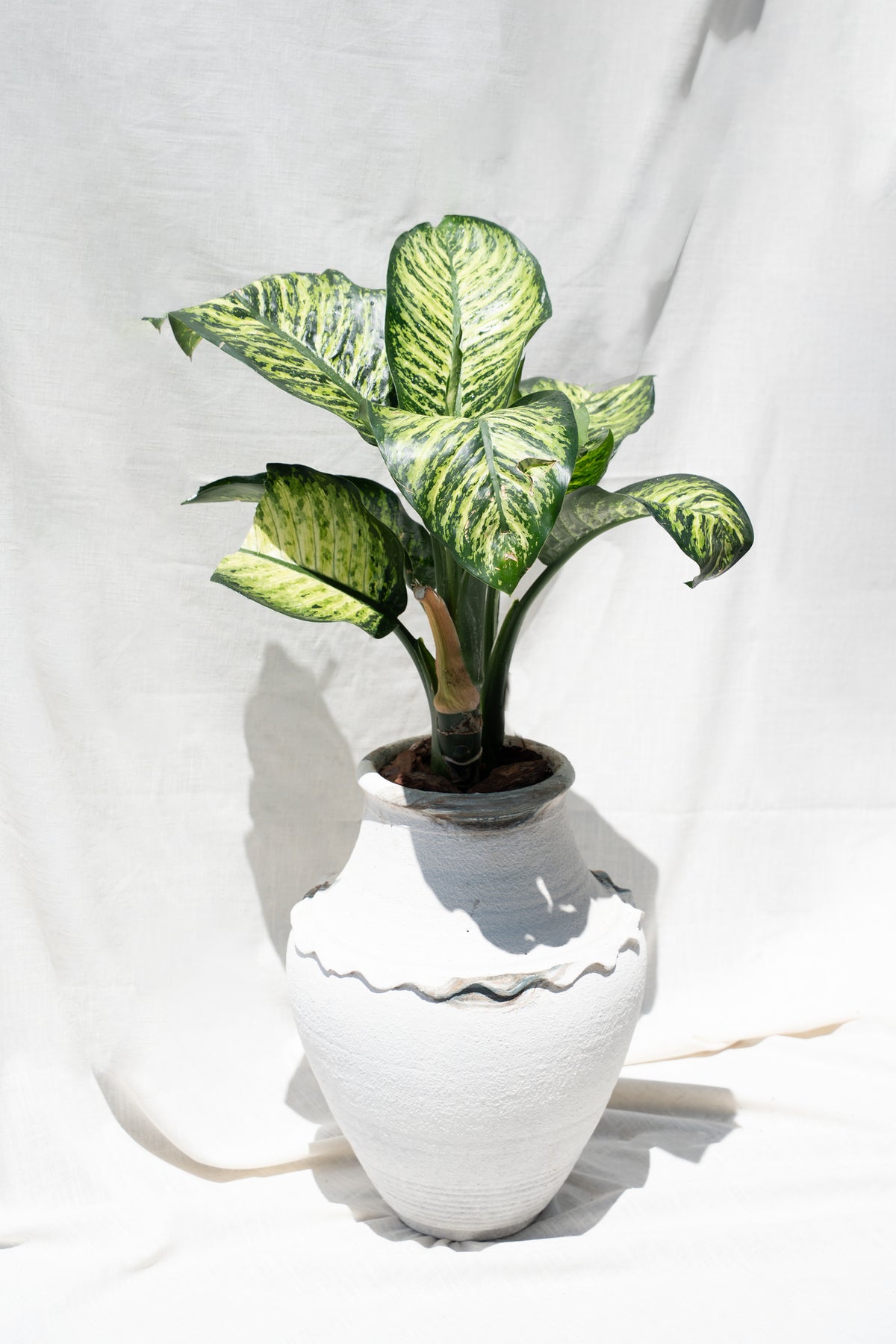 Dieffenbachia or "Tropic Snow" aka "Dumb Cane"