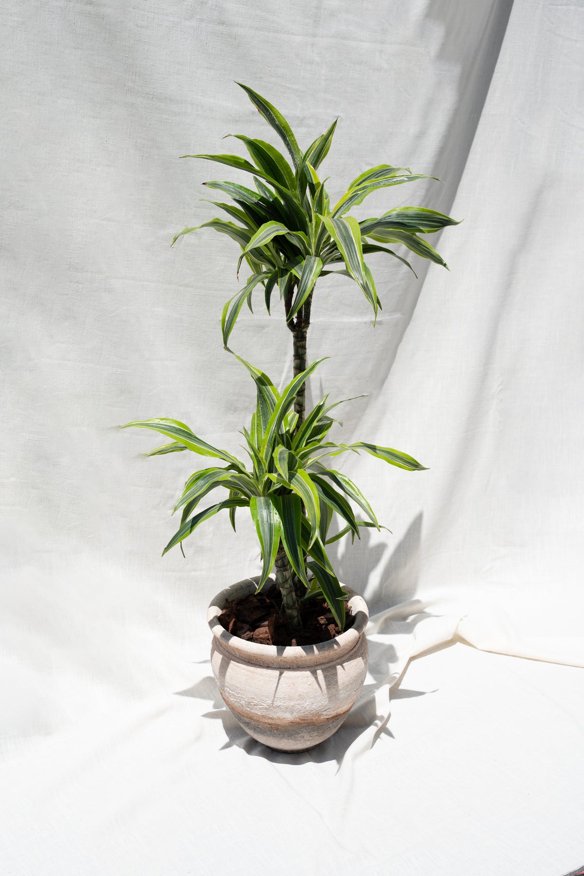 Dracena "Lemon Lime"