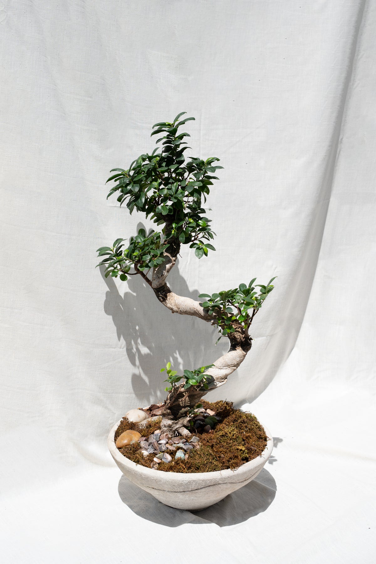 Bonsai  or "Chinese Banyan Bonsai"