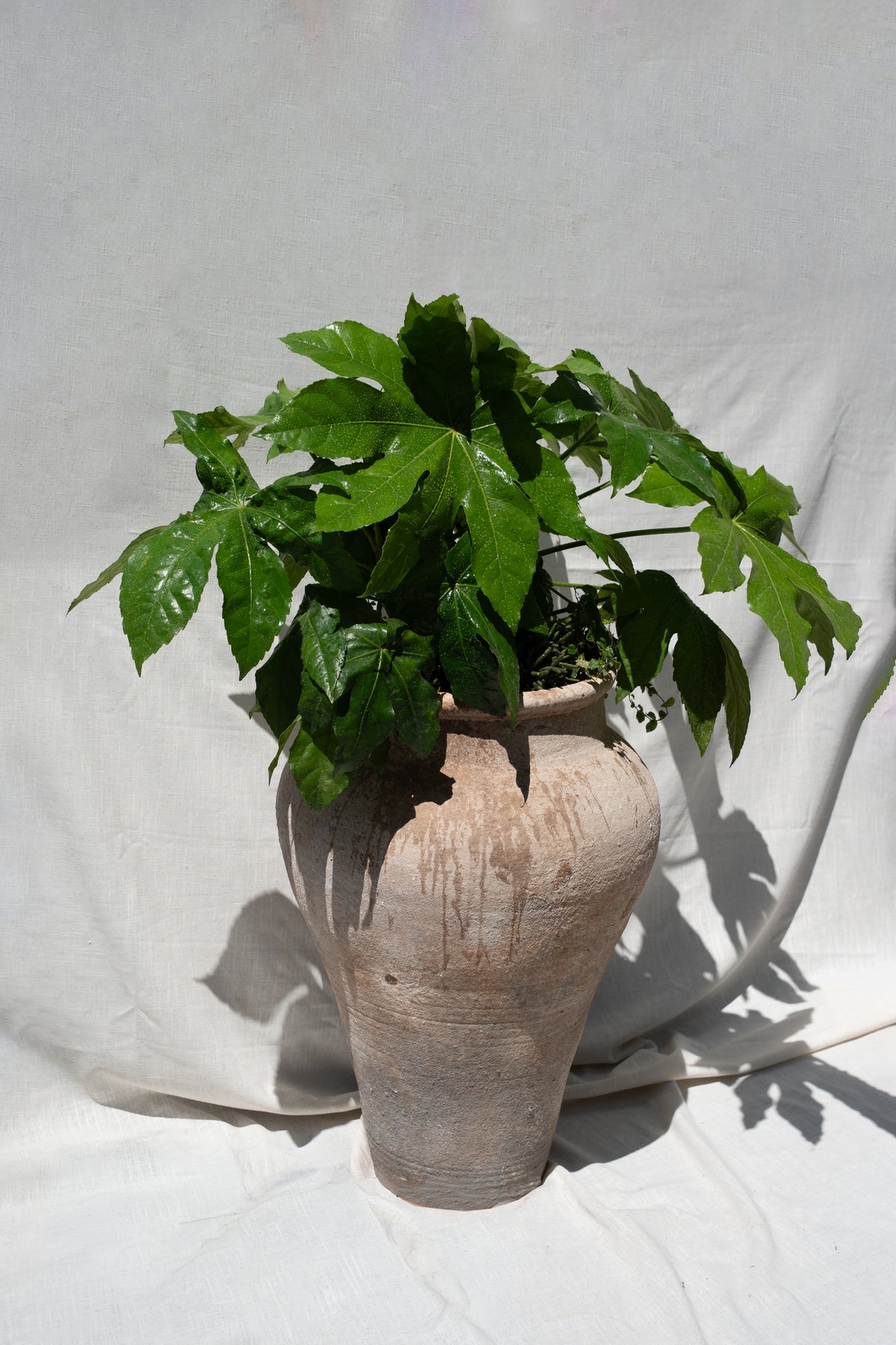 Fatisa Japonica or "Japanese Aralia" with  mixed Greens