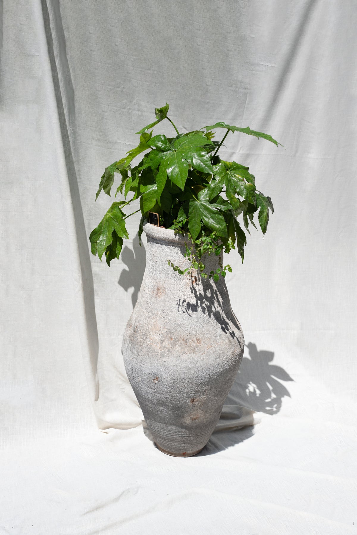 Fatisa Japonica or "Japanese Aralia" with mixed Greens