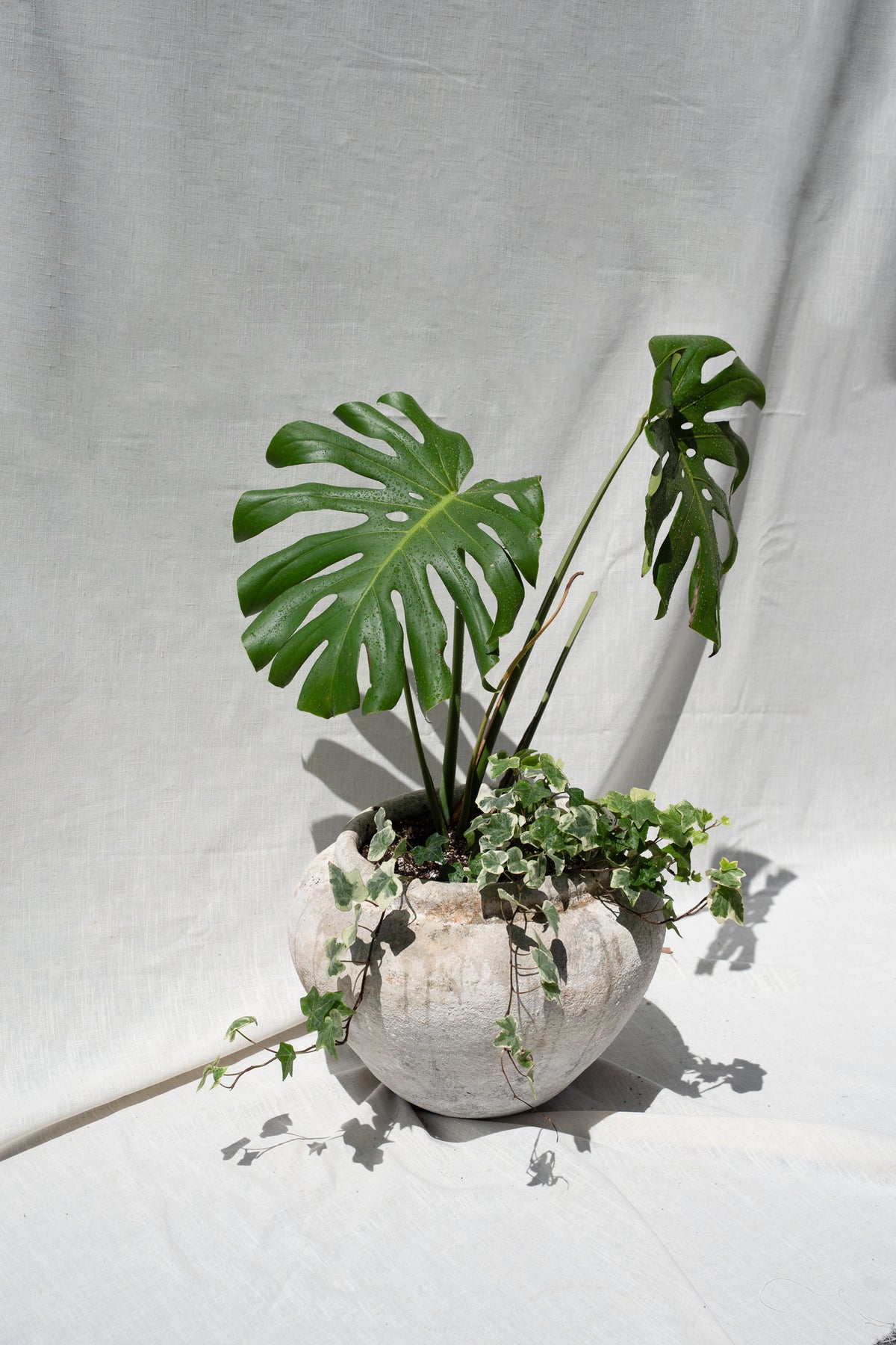 Monstera Deliciosa or "Swiss Cheese Plant" with mixed Greens