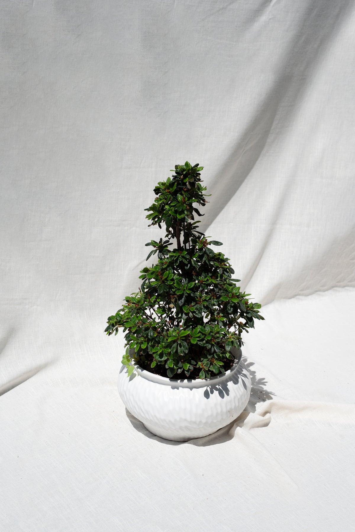 Azalea Bonsai