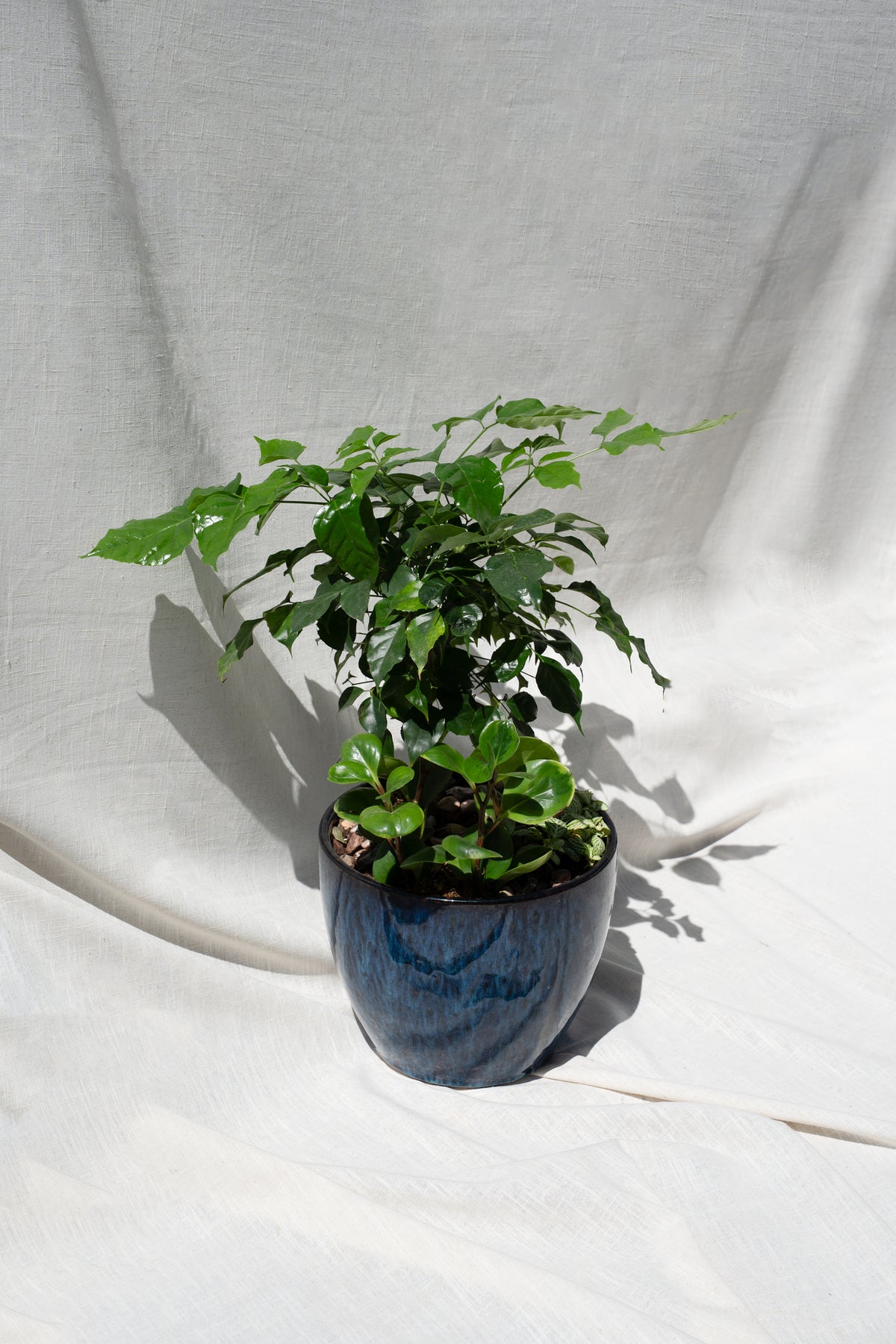China Doll Plant with Baby Rubber Plant