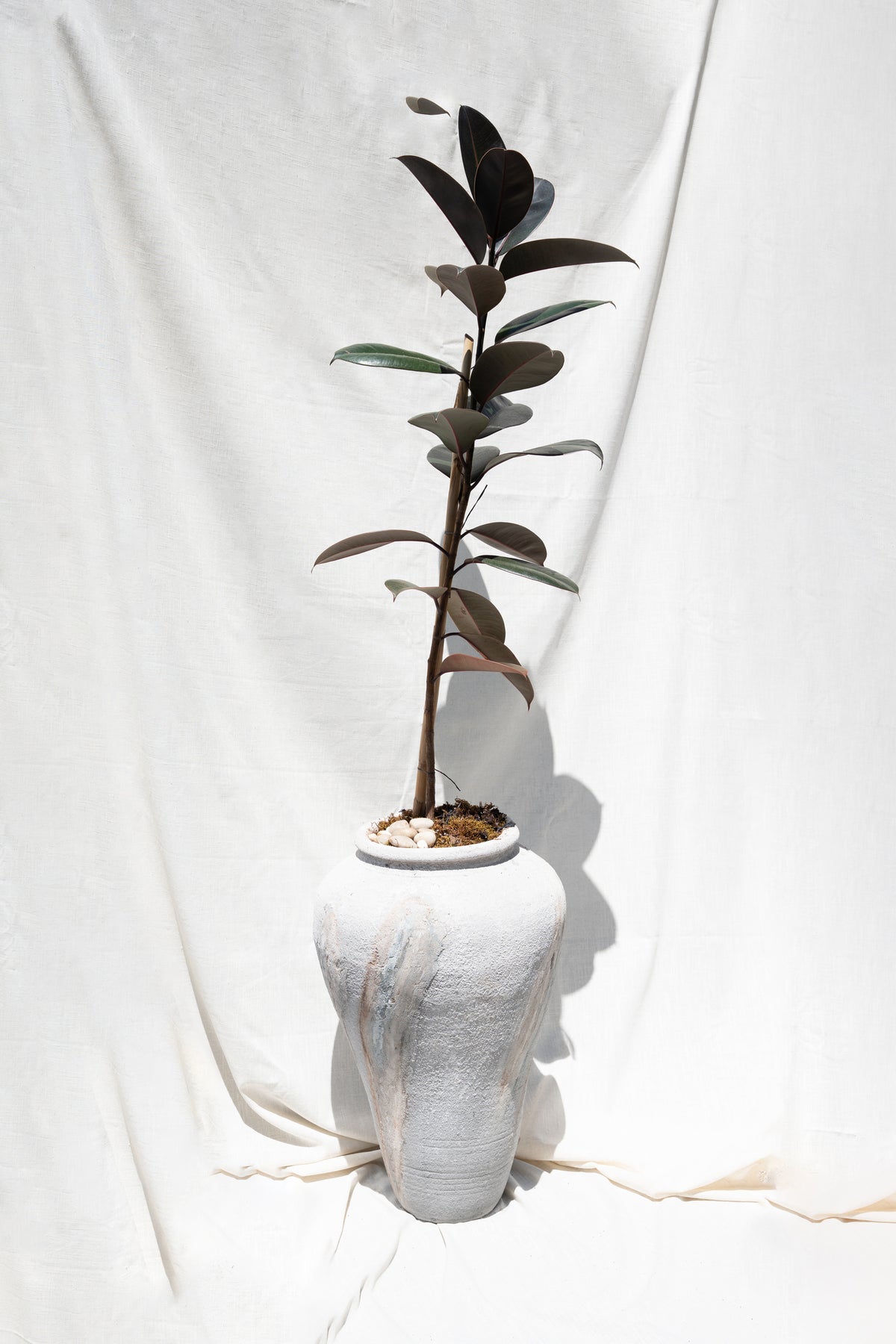Ficus Elastica or "Rubber Plant"