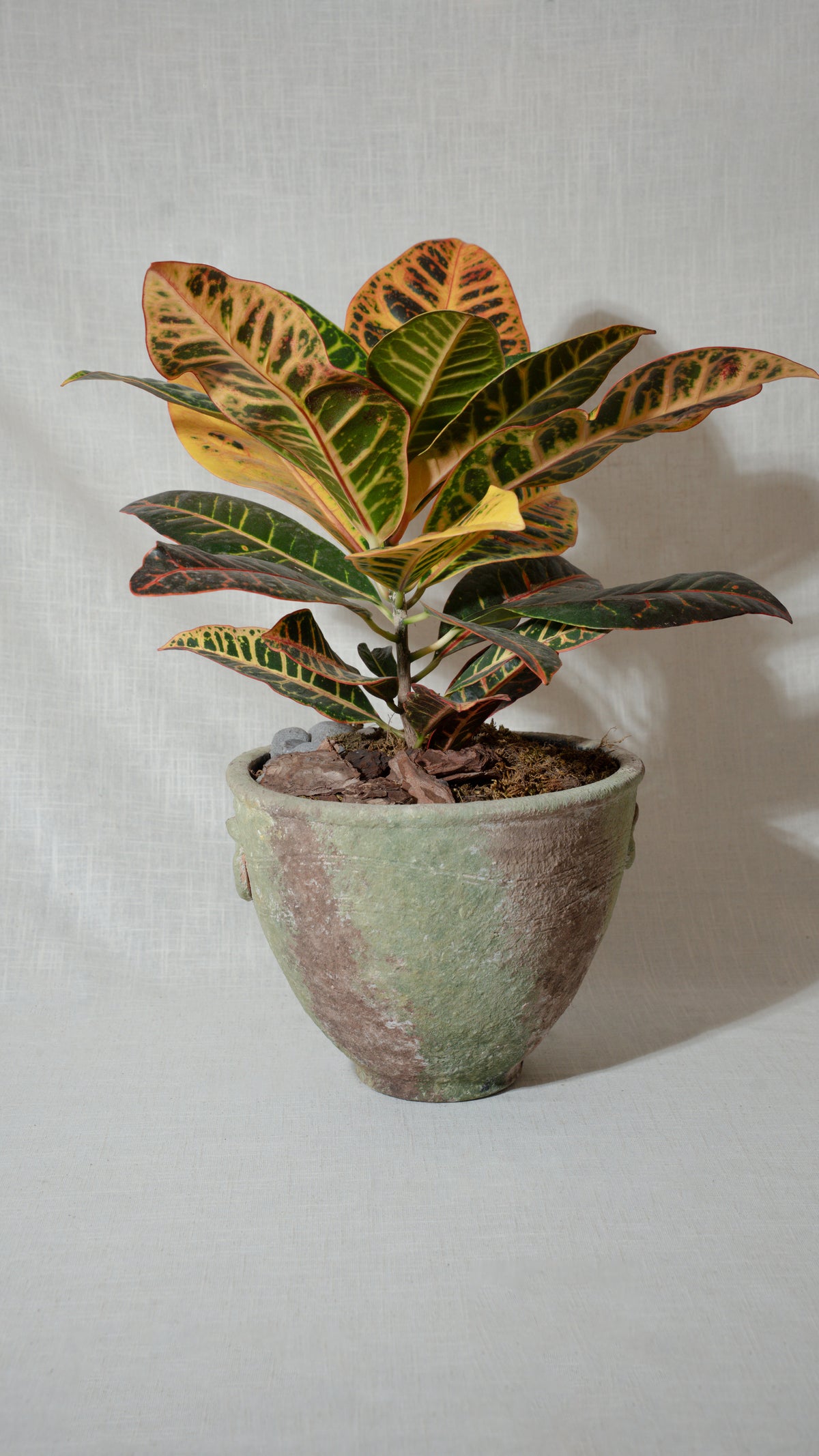 Codiaeum Variegatum or "Croton"