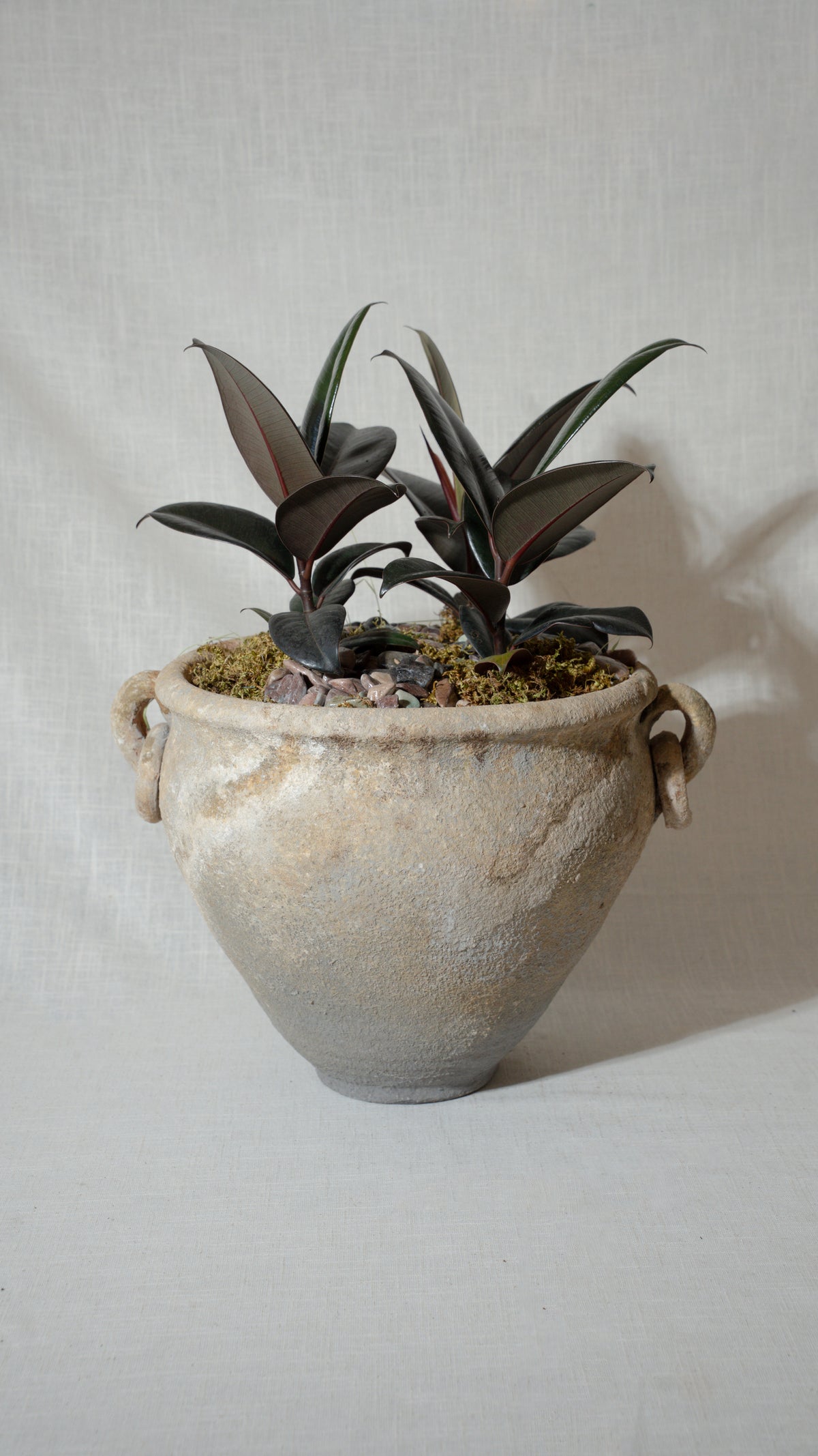 Ficus Elastica "Burgundy" or "Rubber Plant"
