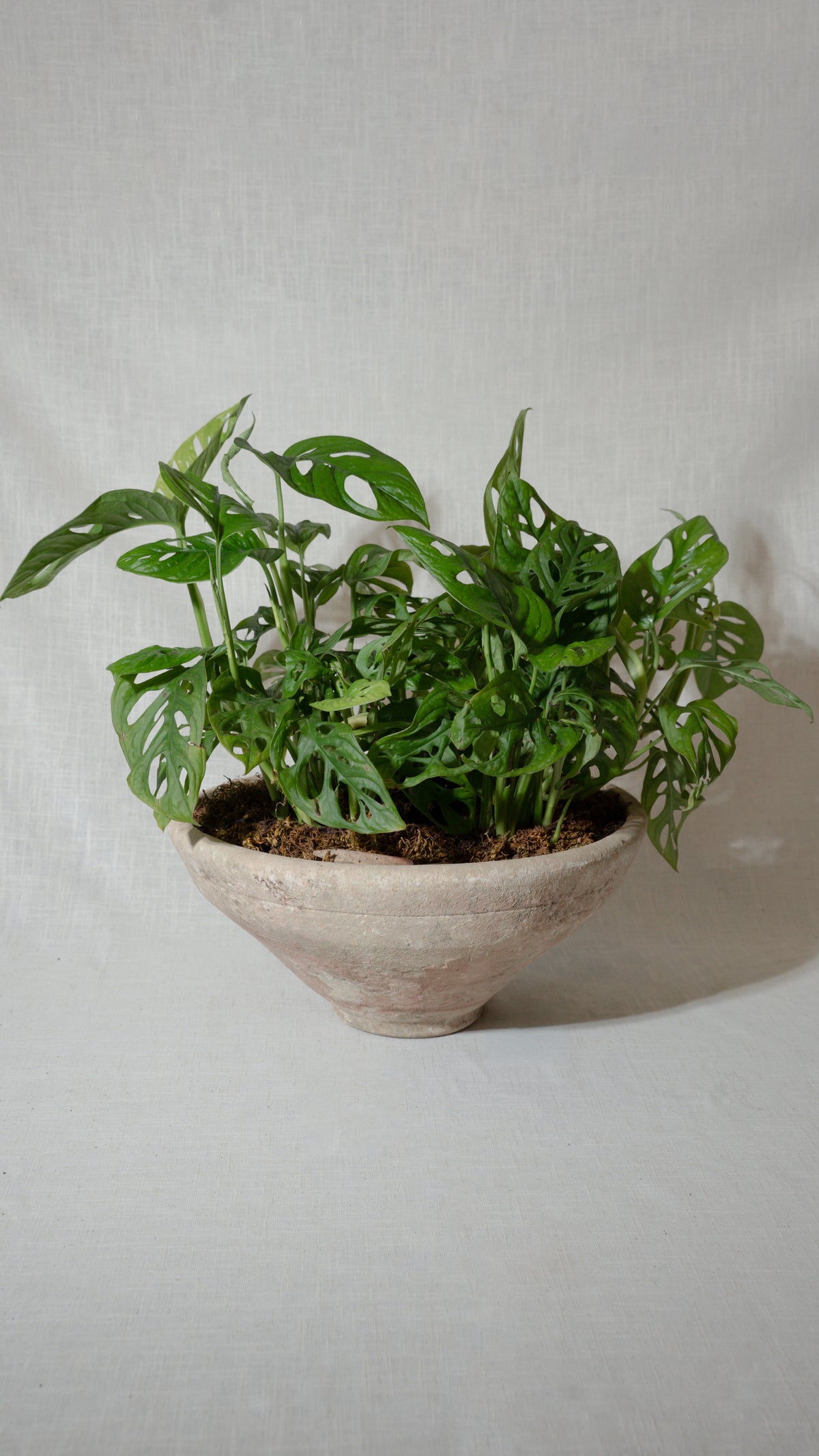 Monstera Adansonii Collection