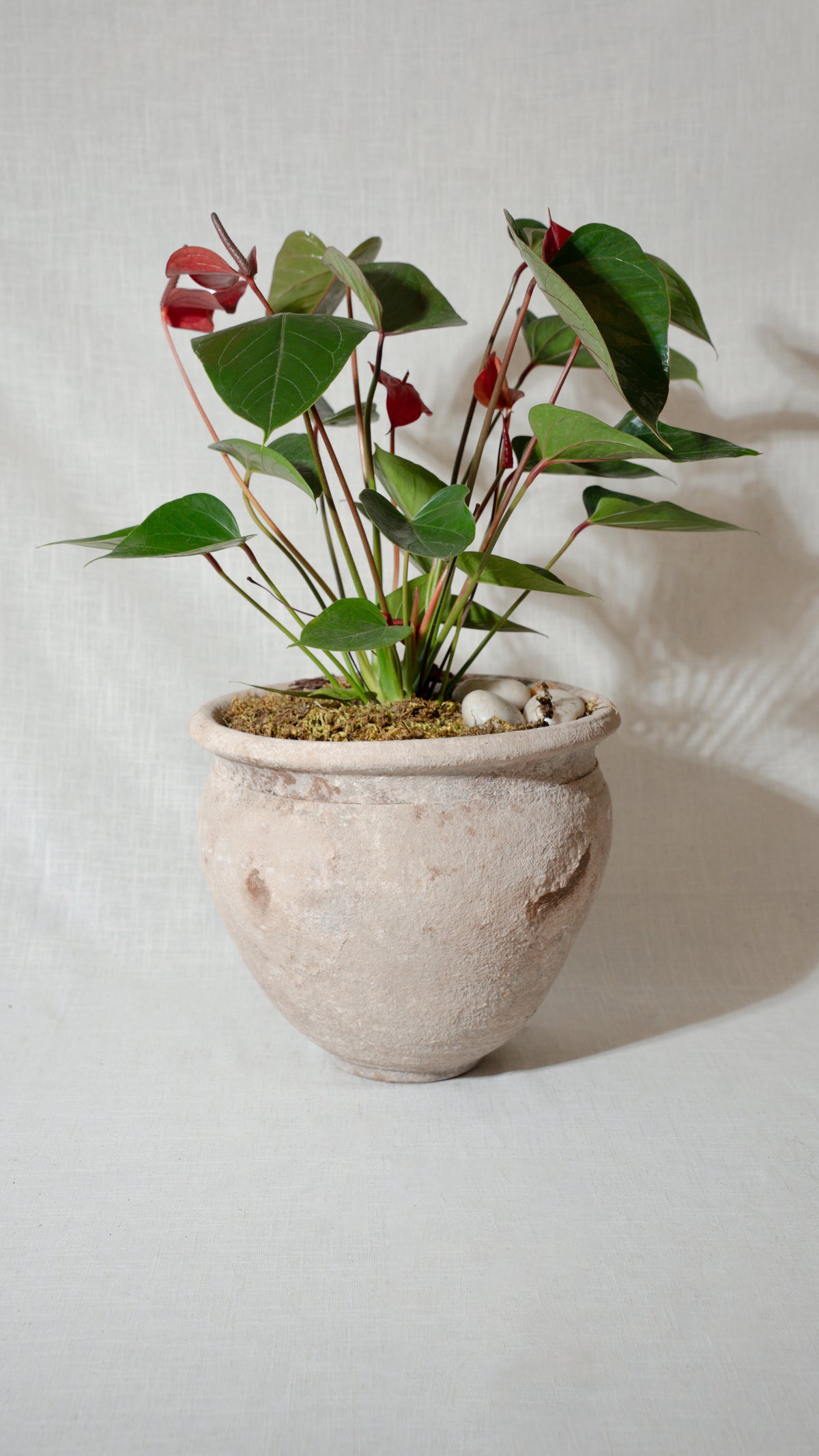 Red Anthurium Collection