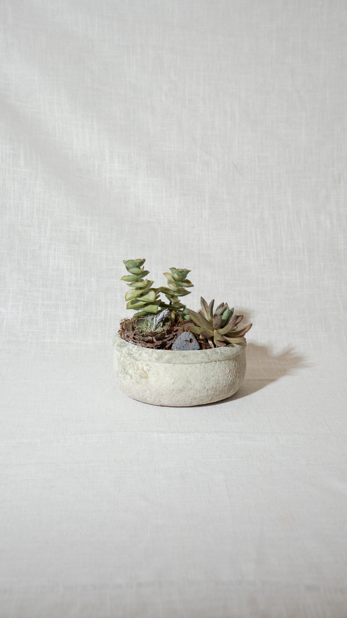 Crassula & Sedum Combination