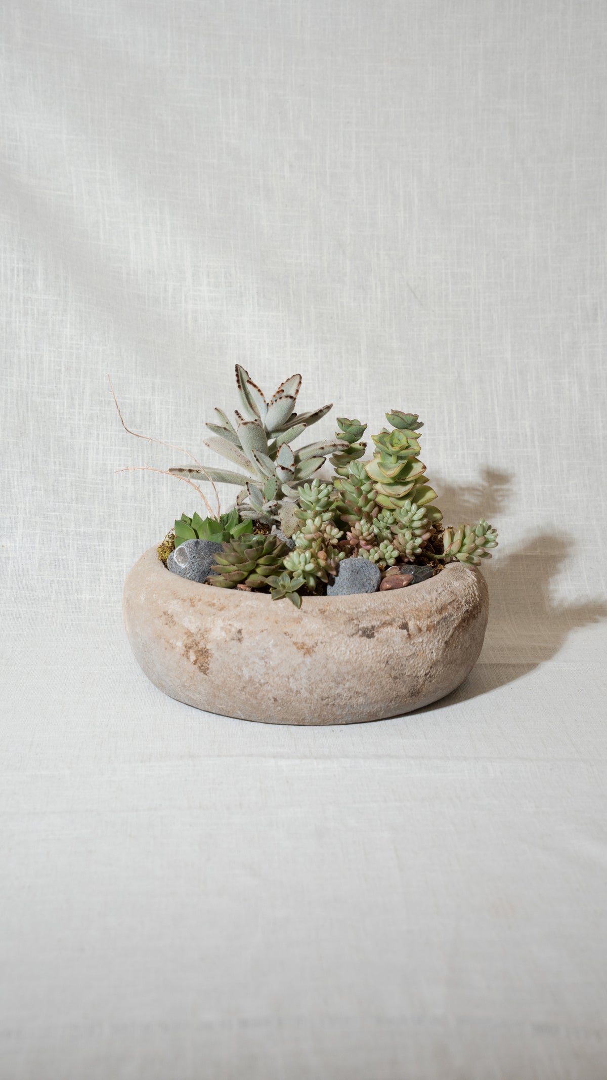 Succulent Planter Arrangement