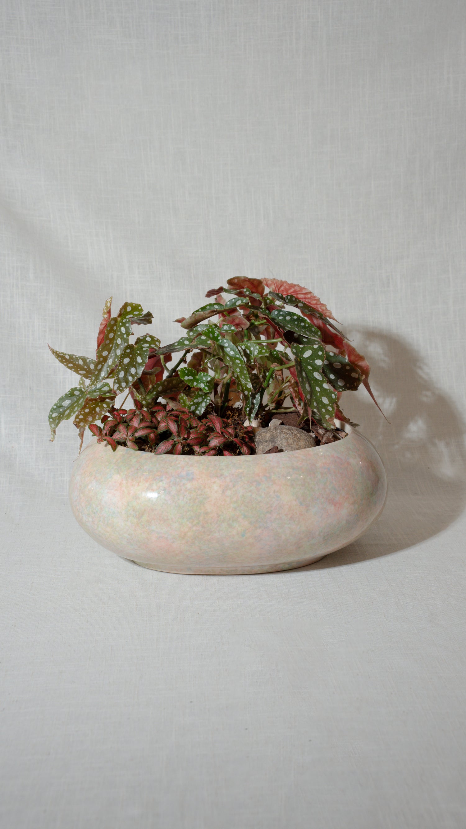 Mixed Plant Indoor Arrangement