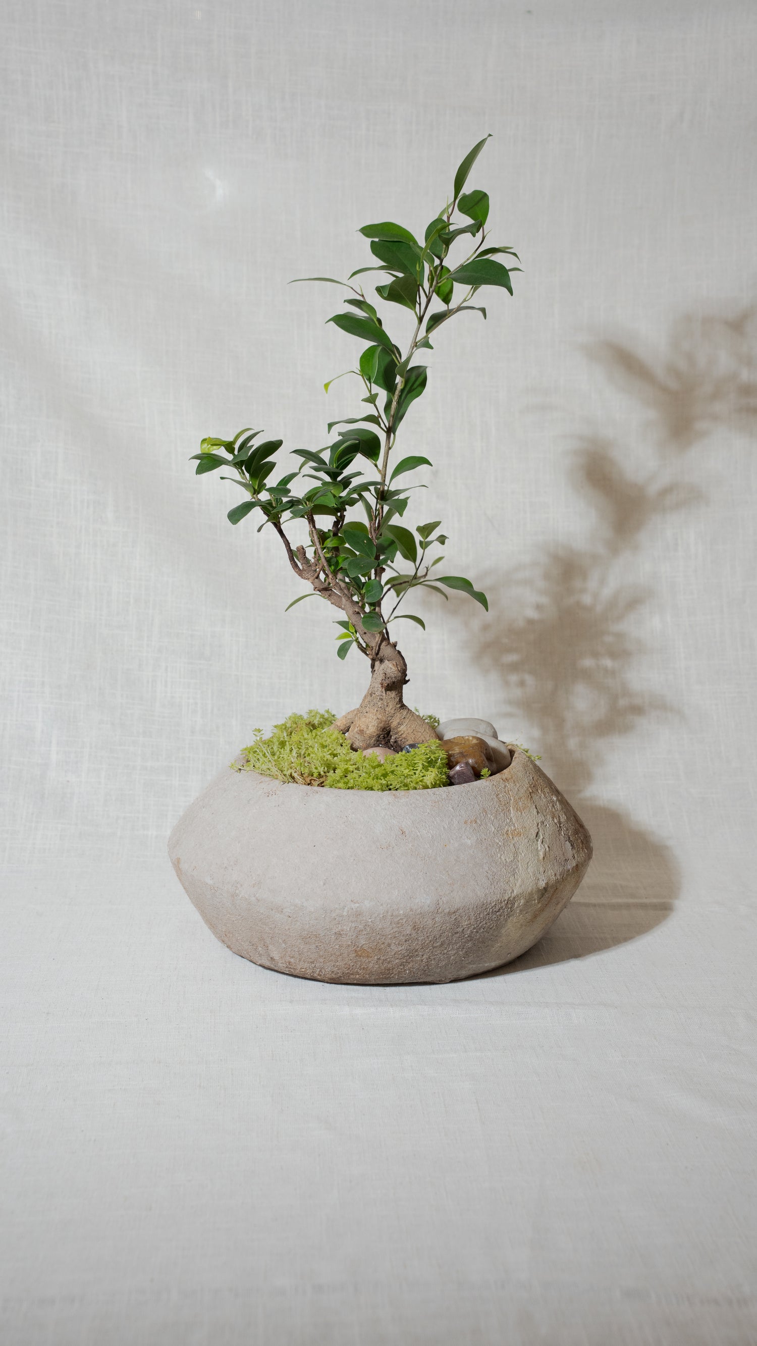 Ginseng Ficus Bonsai