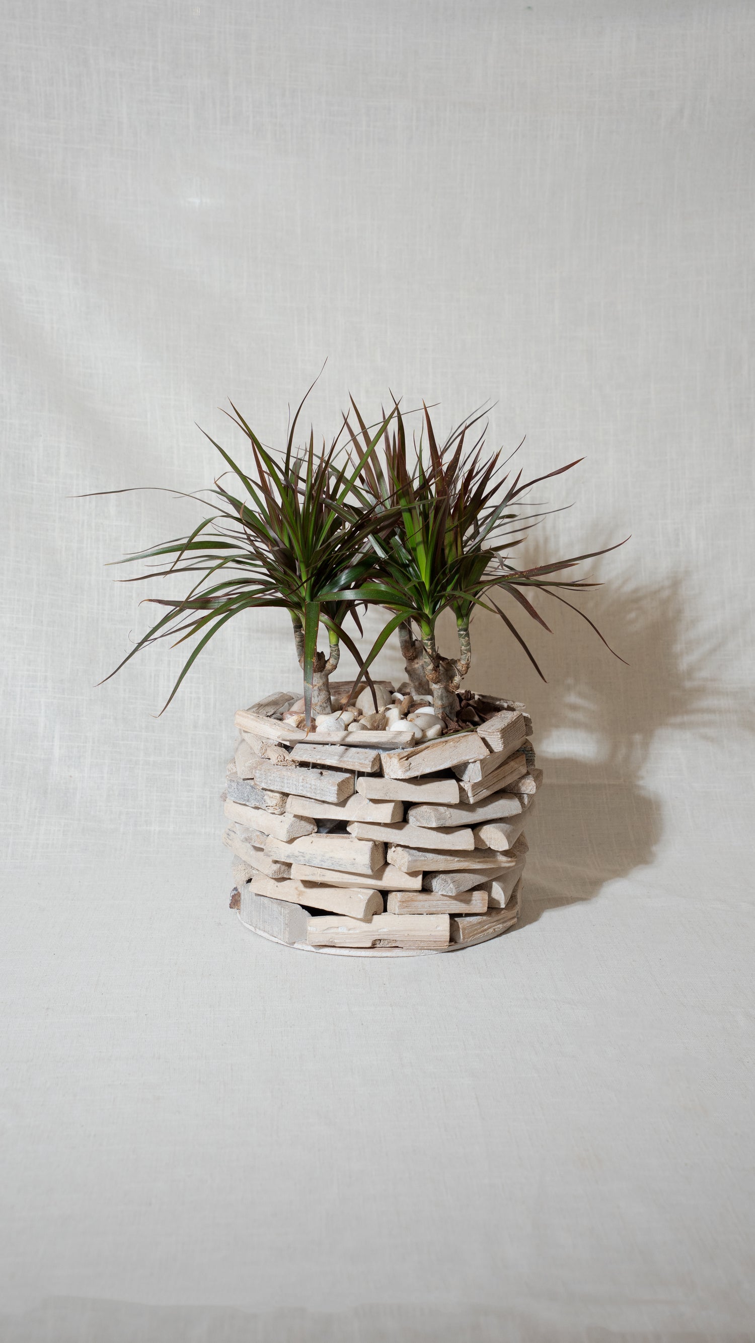 Dracaena Marginata Duo