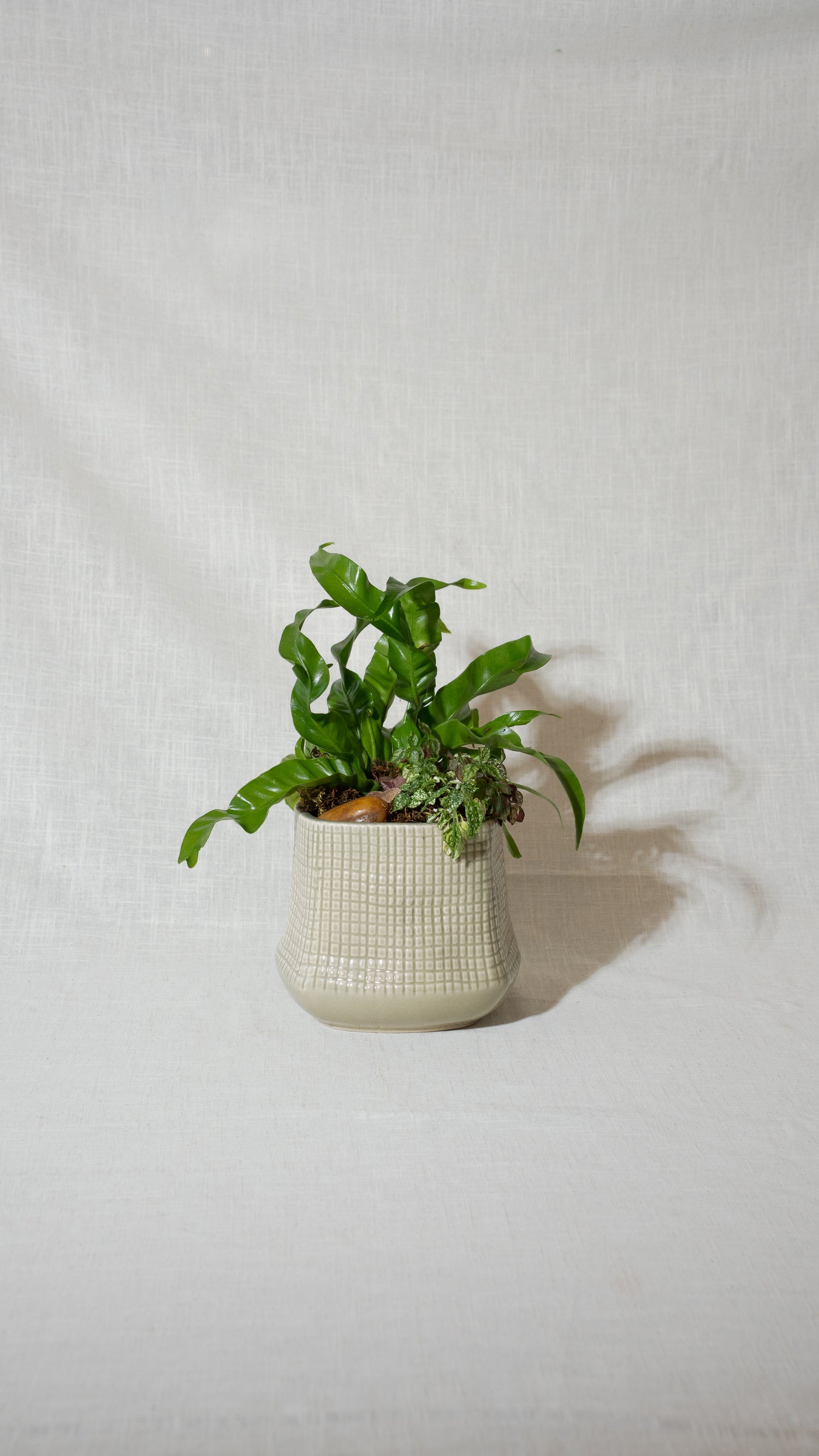 Mixed Indoor Greenery