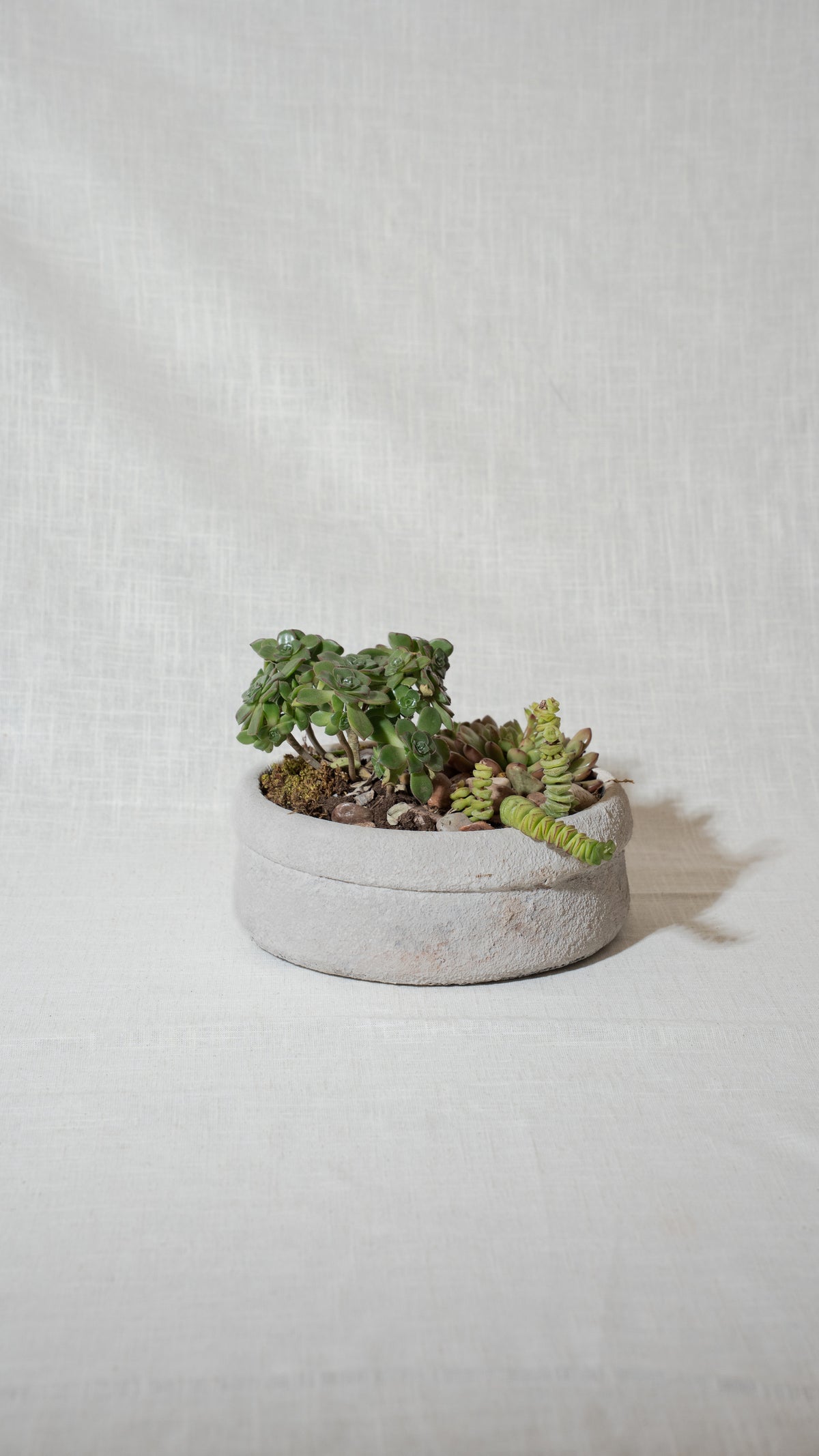 Succulent Planter Arrangement