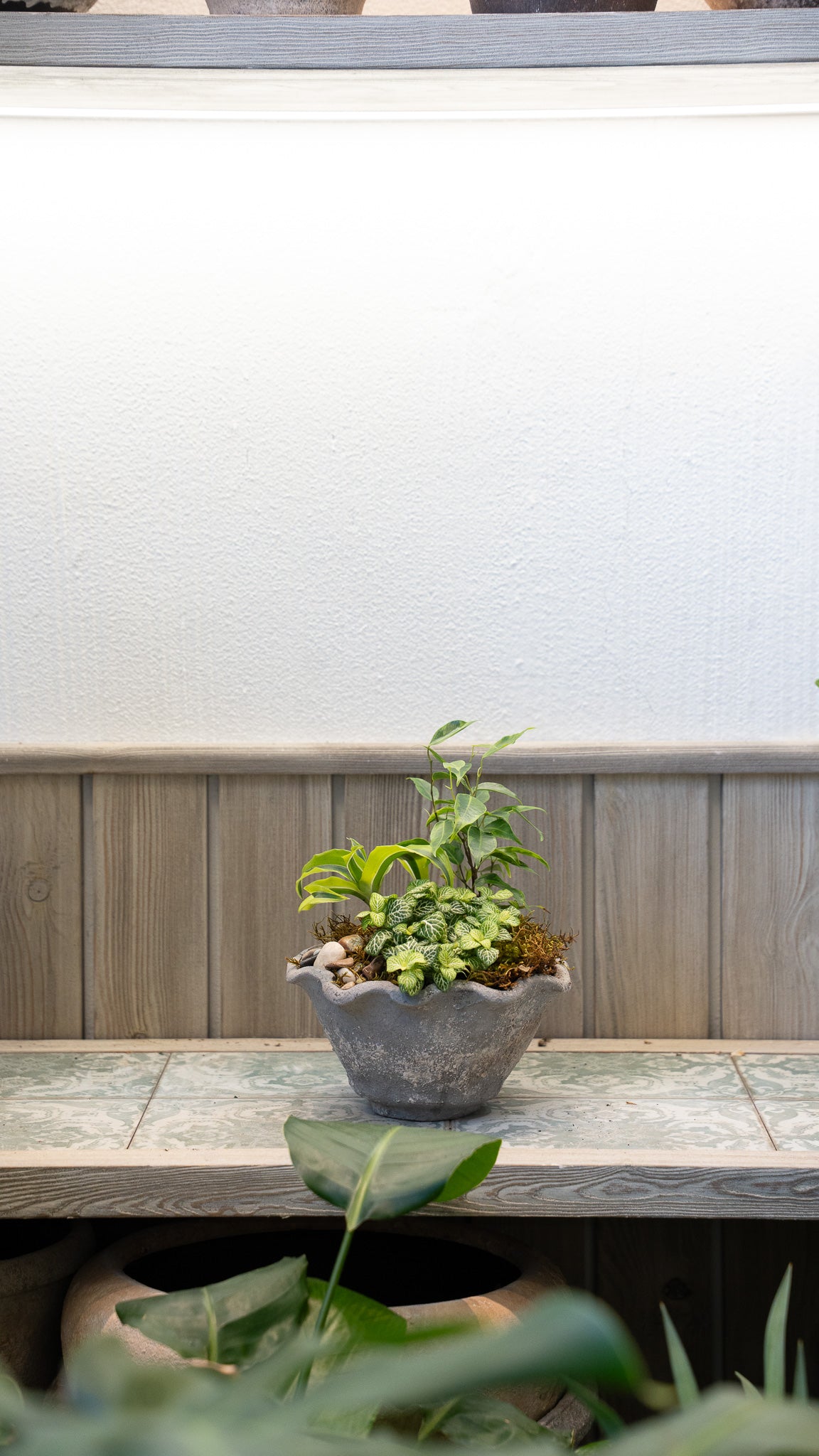 Fittonia & Ficus Benjamina  Arrangement