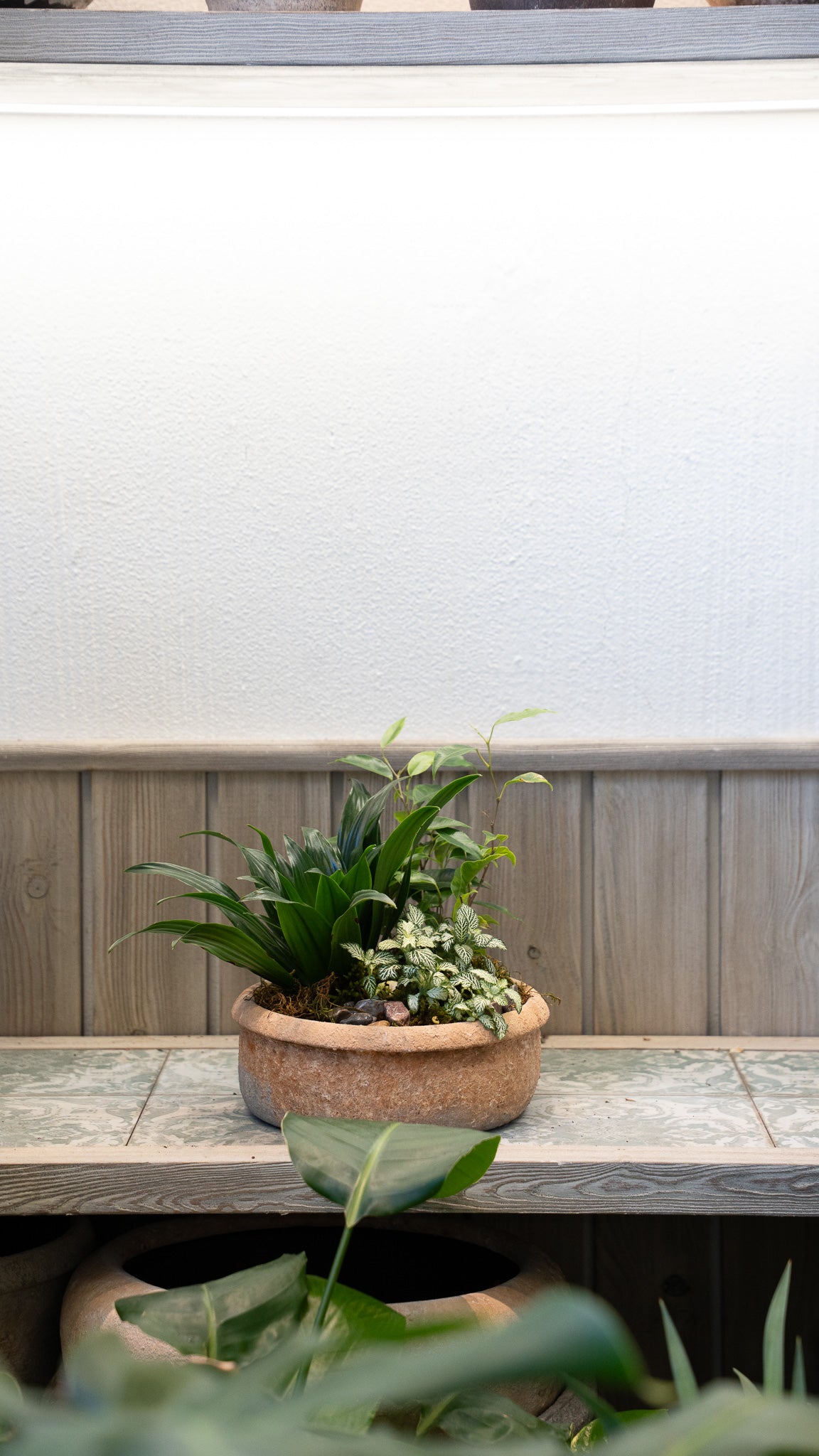 Aspidistra & Fittonia Arrangement in Terracotta  Pot