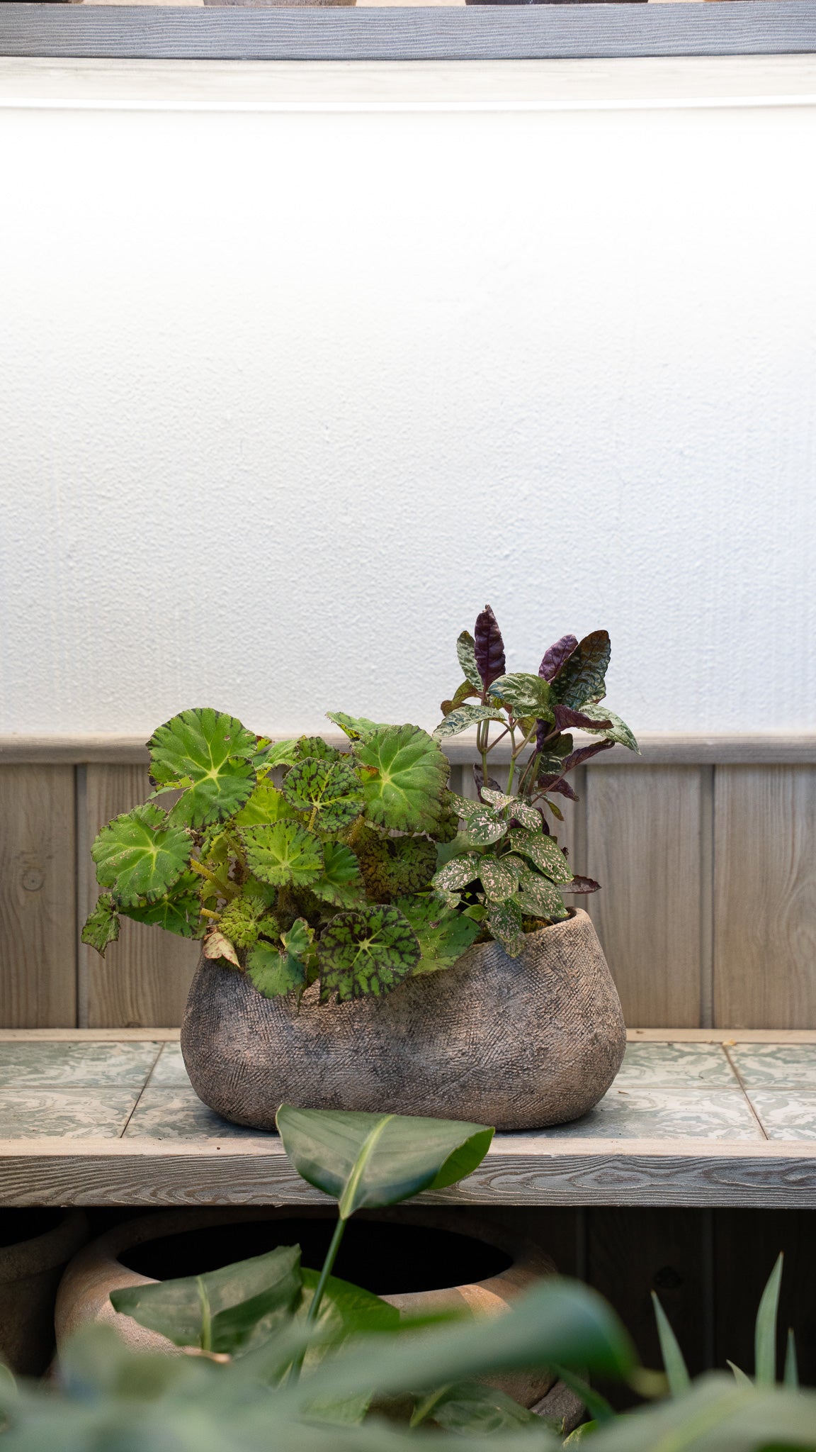 Begonia & Hypoestes Arrangement