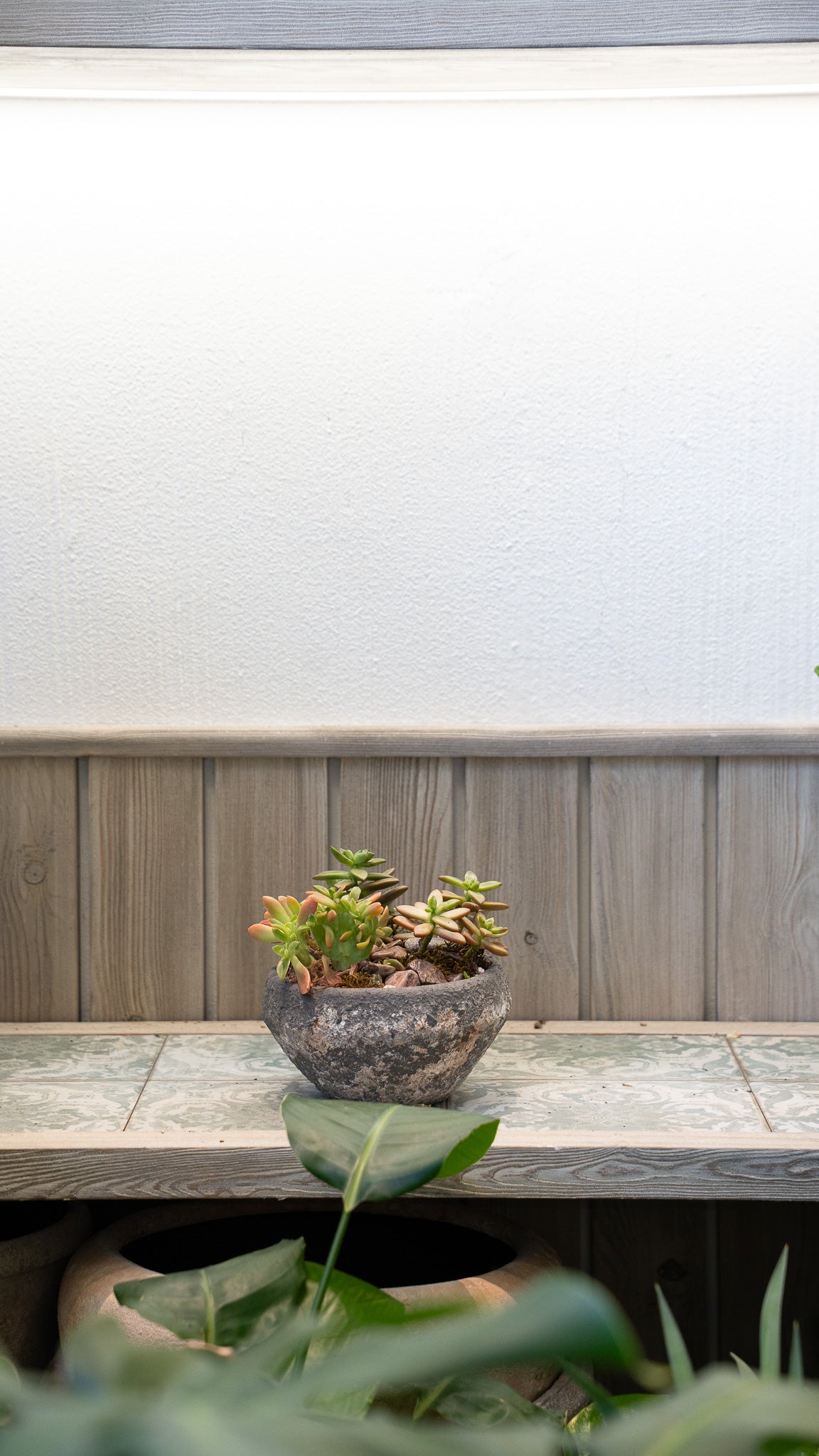 Sedum & Crassula Arrangement