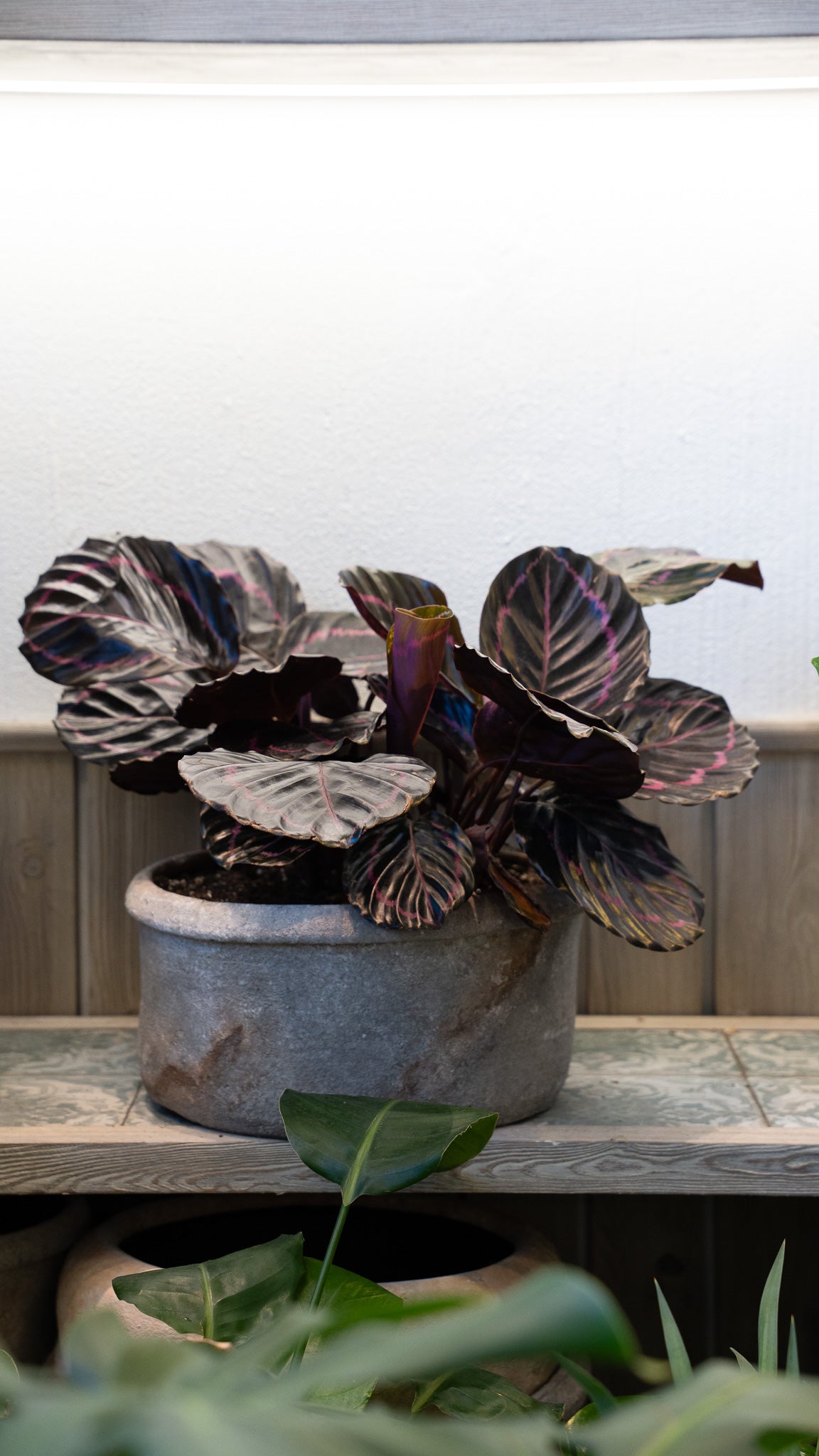 Dark Crimson Prayer Plant